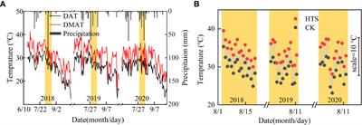 Heat stress affects tassel development and reduces the kernel number of summer maize